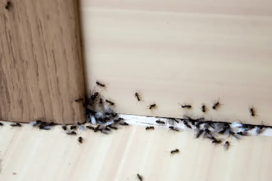 Excellent Ant Control Paisley, FL