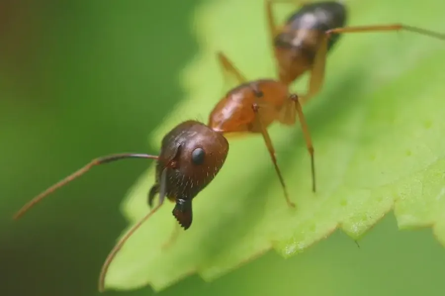 Local Ant Control Paisley, FL