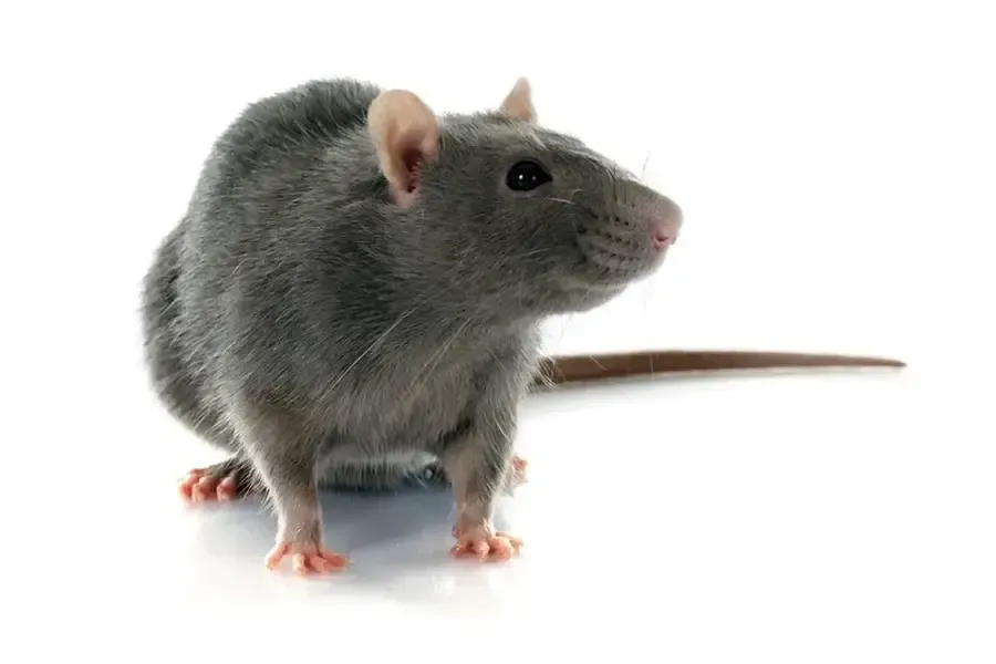 Premium Rodent Control Paisley, FL