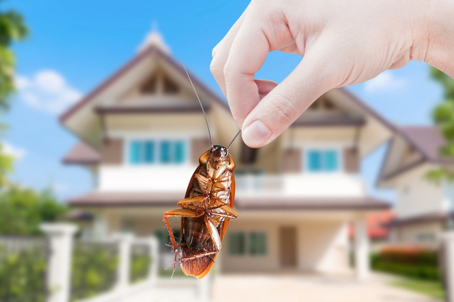 Quality Cockroach Control Paisley, FL